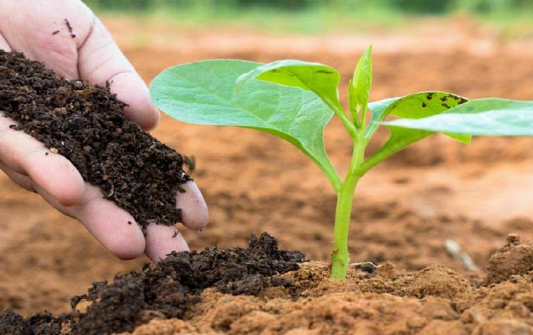 organic manure